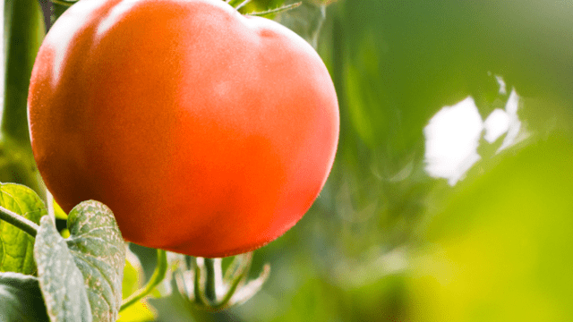 Captura de pantalla 2025-02-20 175718